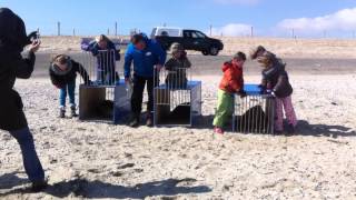 Zingende zeehond Justin terug naar zee, Texel 04-04-2013. Ecomare Texel. Singing seal. Justin SINNER