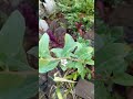 годжи що воно таке годжи що воно таке