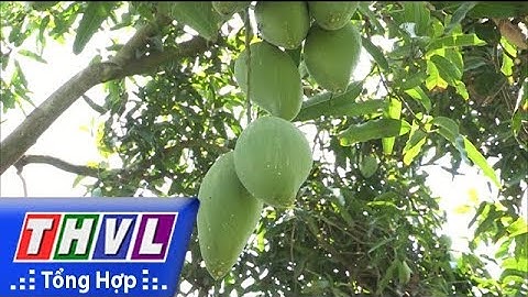 THVL | Hiệu quả từ mô hình trồng xoài theo chuẩn VietGAP