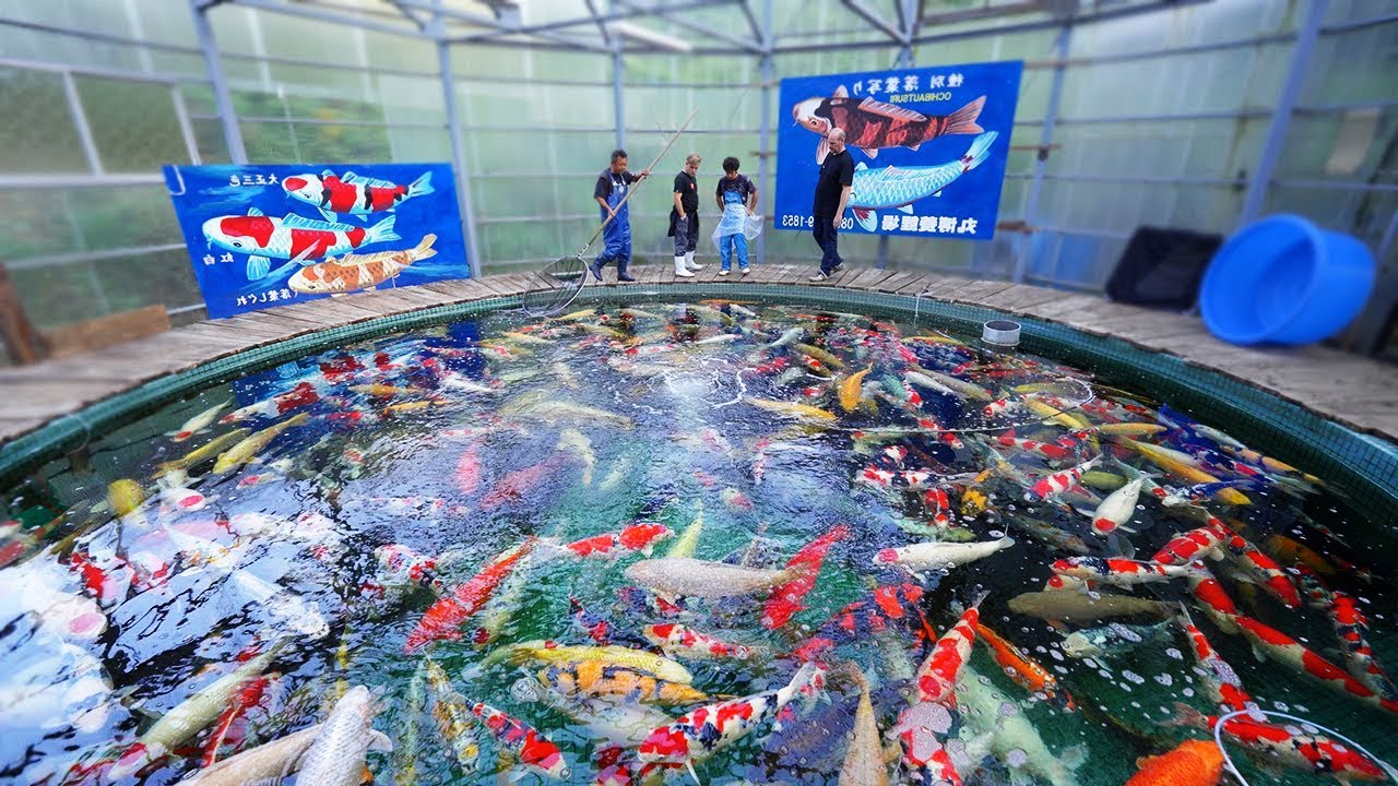 UMA FÁBRICA DE CARPAS COMO VOCÊ NUNCA VIU!!