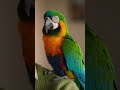 Parrot’s Last Roast Made Her Laugh 😂🦜