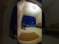 Monkeys can steal#shortvideo #short #shorts #fnaf #memes