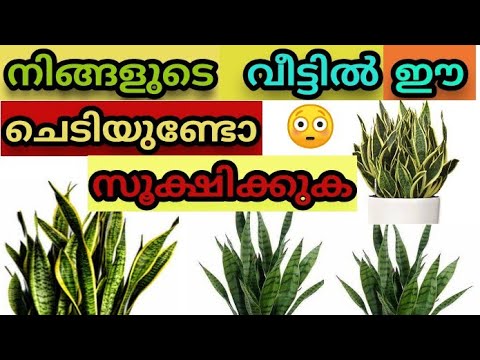 #sarpapola ഇത് ശരിക്കും സത്യമാണോ🤔 poisonous plants at home|||sarpa pola||#snake plant|||#mehaksworld