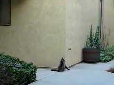 Funny cat  climbing into house