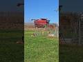 Feed Corn Harvesting in my Backyard | Harford County, MD