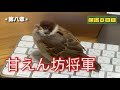 保護雀【9】かまってほしい雀（2025年7月30日）