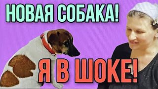 Я В ШОКЕ! НОВАЯ СОБАКА! 7-Я КОЛЕСНИКОВЫ. ОБЗОР.