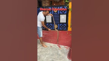 Snake Rescue