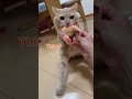 This is a 3 seconds SONG#cat #catvideos #猫 #ちゃちゃまる #cyacyamaru#3secondsong