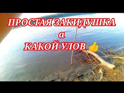 Рыбалка СУДАК на МЕРТВУЮ РЫБКУ на ОБИ. ловля судака на живца донки закидушки 2023
