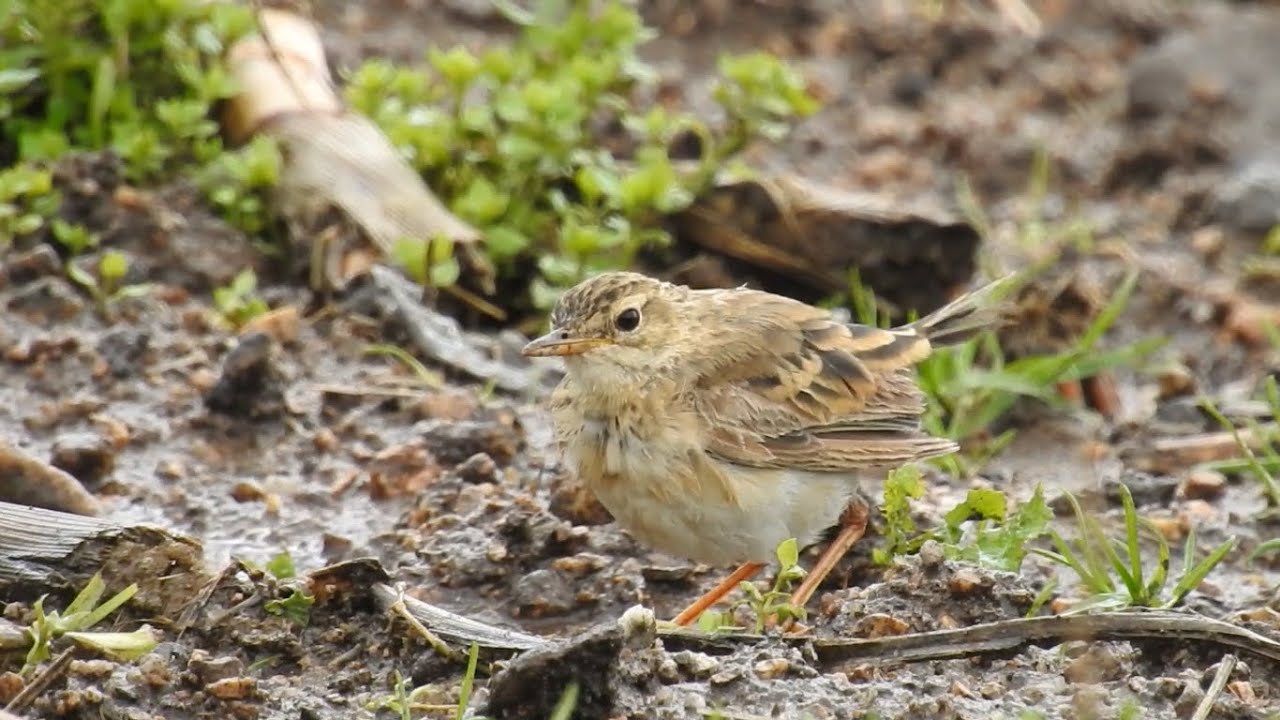 Paddyfield Pipit (Sennen 05-11-2019) 
