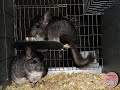 Afacere cu Chinchilla - Ferma/Crescatorie Chinchilla