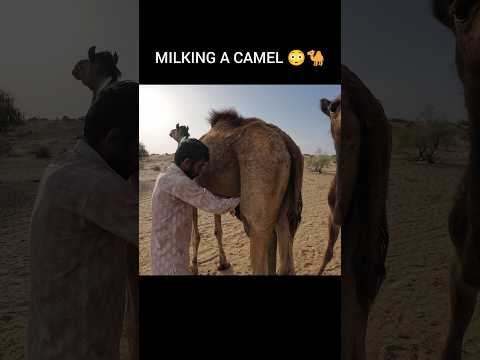 How Do They Milk a Camel? | Camel Milk Benefits | Milking A Camel | Desert Shepherd Life #camelmilk