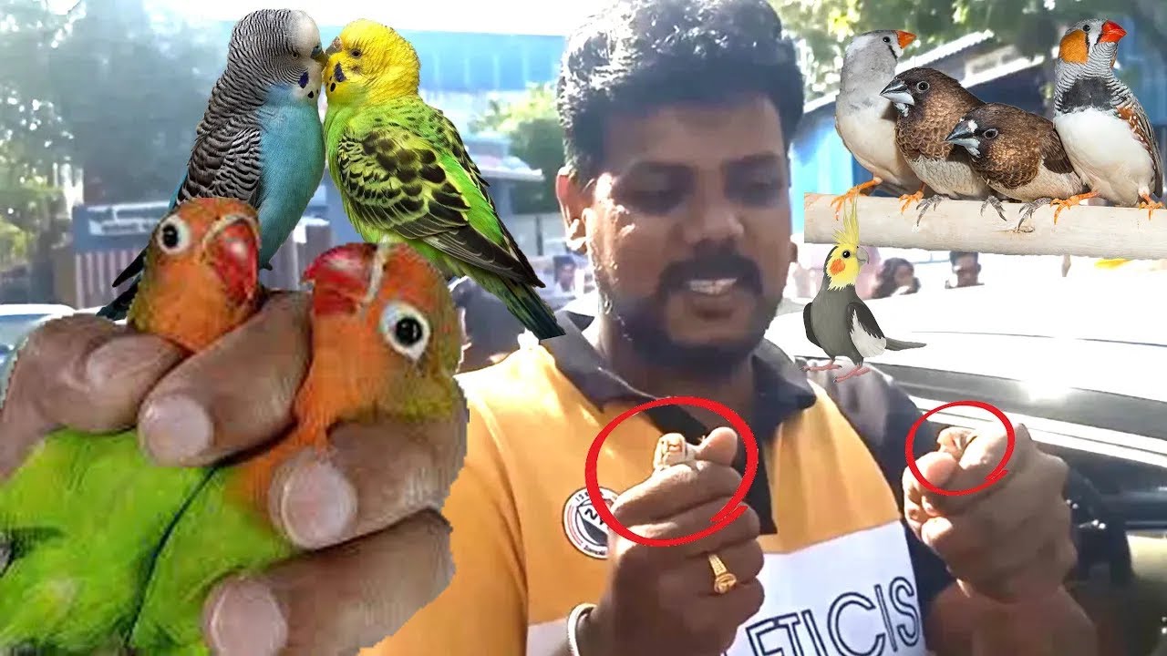 Birds just ₹250 🐦 Kolathur wholesale market YouTube