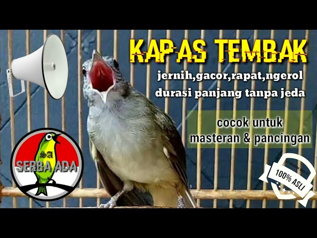 Masteran Suara Burung Kapas Tembak Gacor Pilihan Juri Senasional Durasi Panjang #kapastembak class=