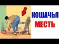 Лютые приколы. КОШАЧЬЯ МЕСТЬ. угарные мемы