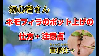初心者さん、種から育てたネモフィラのポット上げの仕方