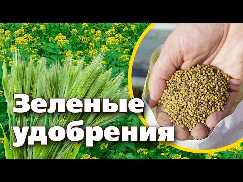 ПОЧВА БУДЕТ, КАК НОВАЯ! БЕЗ ПЕРЕКОПКИ С ПОМОЩЬЮ СИДЕРАТОВ