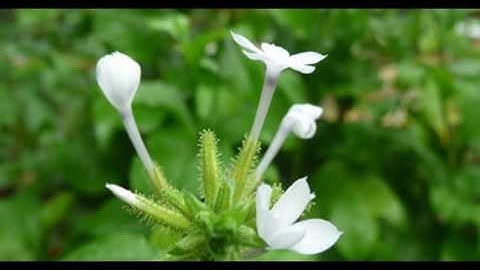 Phát hiện 2 cây thuốc quý trị ung thư vòm họng