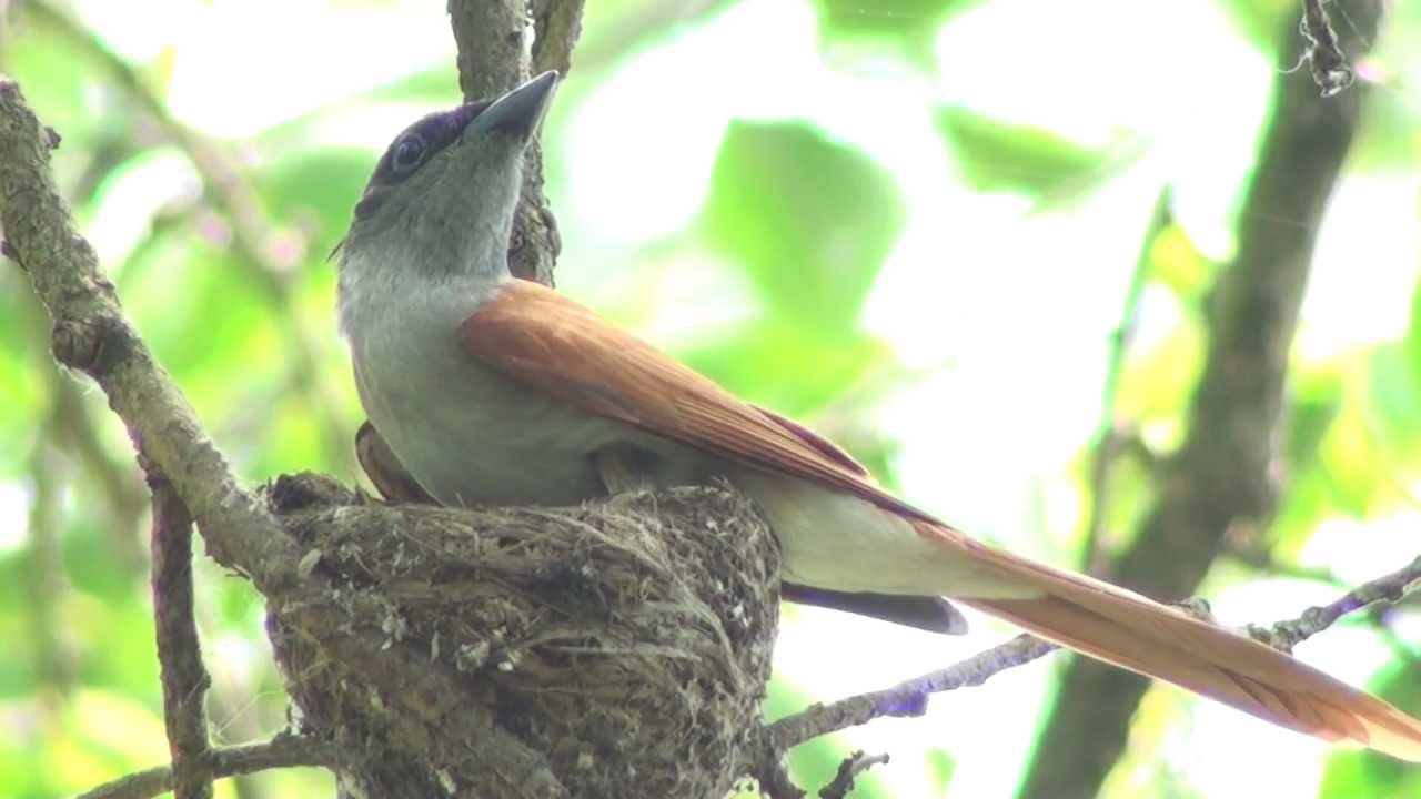 Asian Paradise-flycatcher 