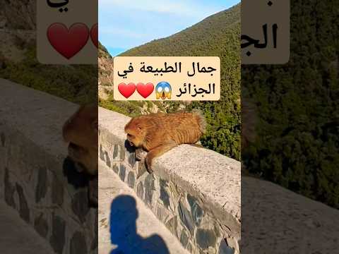 قرد المكاك البربري من تصويري بمنطقة شفة ولاية البليدة جنوب غرب الجزائر العاصمة الجزائر قرد مكاك