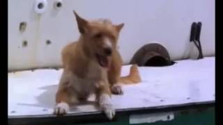 Смелый дельфин спасает собаку Смелый дельфин спасает собаку
