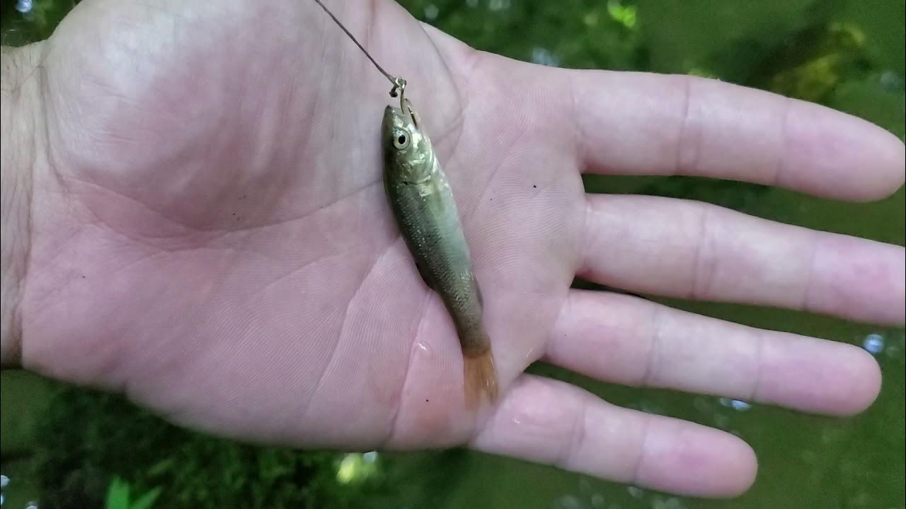 Tiny Fishing YouTube