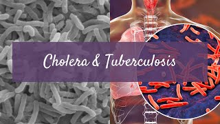 Cholera + Tuberculosis - Causes, Symptoms, Transmission, Treatment & Prevention (Pre-U Biology)