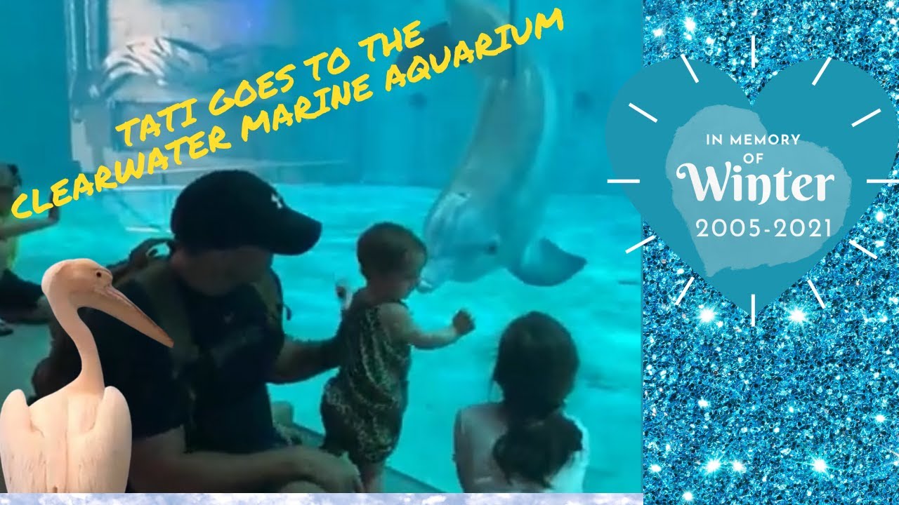 Tati Finds Hope At The Clearwater Marine Aquarium & In Memory of Winter The Dolphin of Dolphin Tales