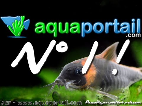 SITE NUMÉRO 1 aquariophilie francophone AQUAPORTAIL.com - Pascal Aquariums Naturels