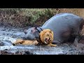 10 CRAZIEST ANIMAL FIGHTS CAUGHT ON CAMERA