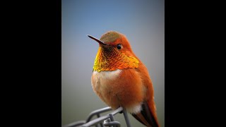 Amazing Facts About Hummingbirds