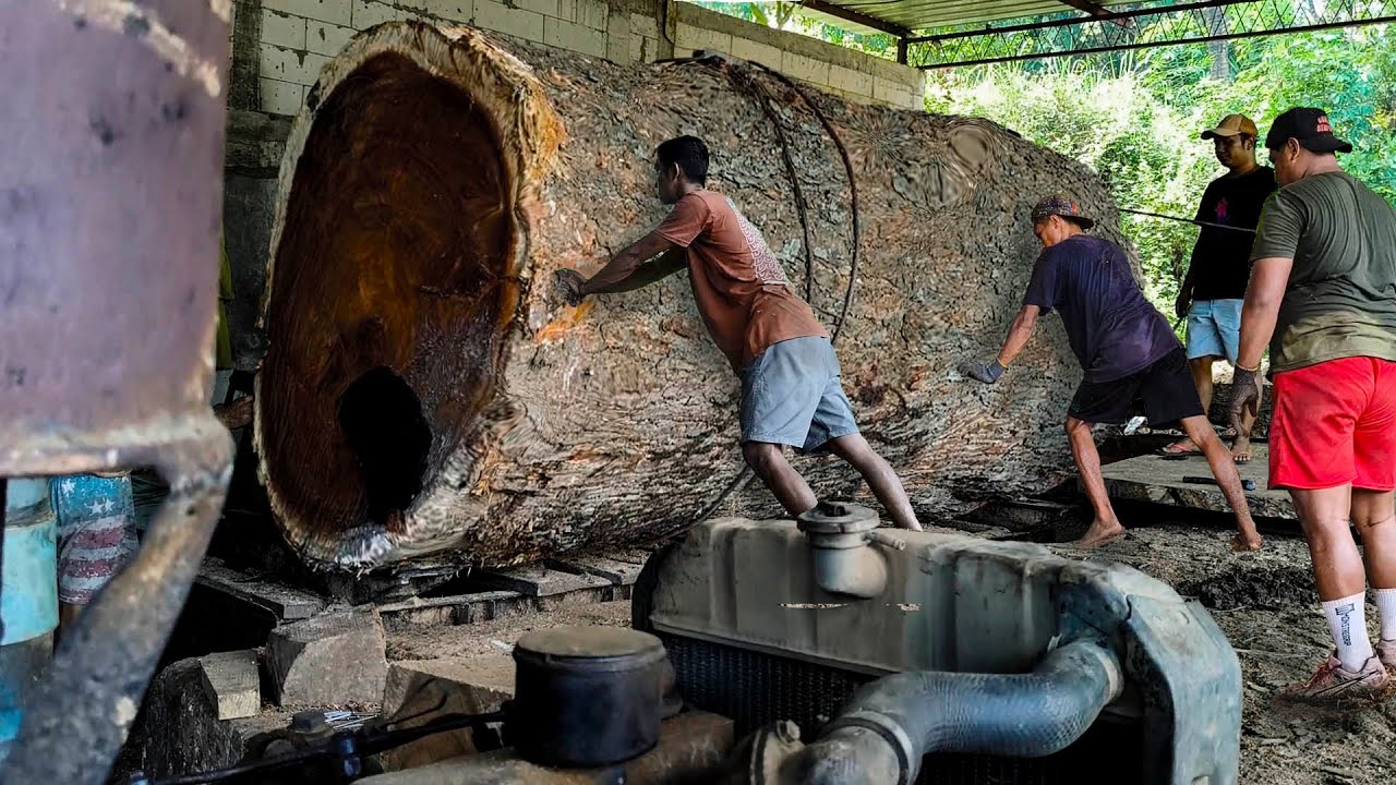 "Unbelievable Loss While Sawing a Trembesi Tree with a Hollow Center at ...
