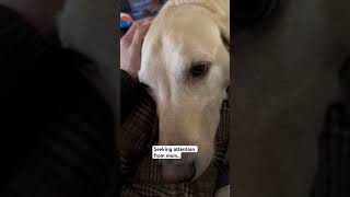 Our life in the mountains #subscribe #shortvideo #attentionseekers #dog #dogshorts