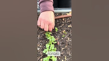 ‼ Don’t miss this important step! Thinning out your seedlings #gardentips