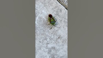 Shield bug #shieldbug #protection #confirmation