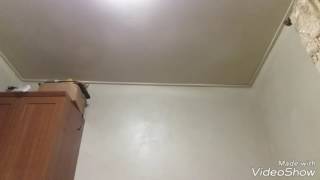 Gekko Super Strength Make An Strong Earthquake.