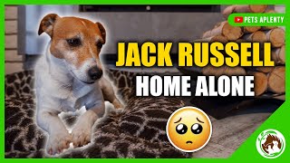 Uncovering the Answer to: How Long Can a Jack Russell Terrier be Left Alone? by Pets Aplenty 2,363 views 1 year ago 7 minutes, 43 seconds