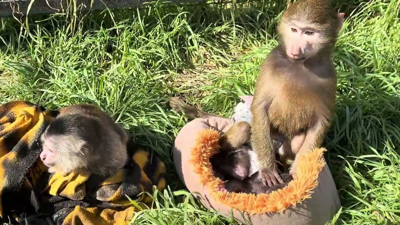 Анфиса, Финик и Николь пришли погулять по травке-радуется ТОЛЬКО Анфиса😁