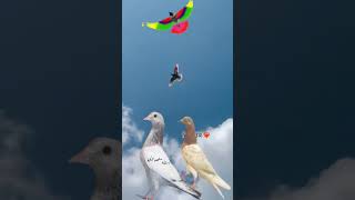 Pigion Lover Subscribe My Chanel Watch Full Video