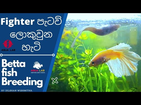 How to Breed Betta (Fighter) Fish.සිංහලෙන් Video එක්කම​ දැනගමු.