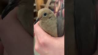 Daughter caught Mourning Dove at work
