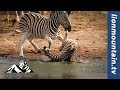 Why do zebra stallions kill foals?