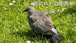 鳩の幼鳥