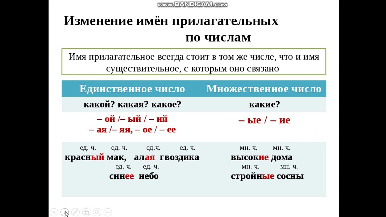 Пестрою имя прилагательное