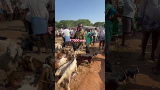 goat and sheep market, Pileru Andhra Pradesh #cowgoat #goat #sheep