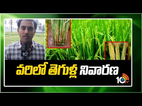 వరిలో తెగుళ్ల నివారణ | Prevention of Pests in Rice | Matti Manishi | 10TV News