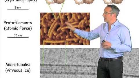 Overview of microtubules - Anthony Hyman (MPI-CBG)