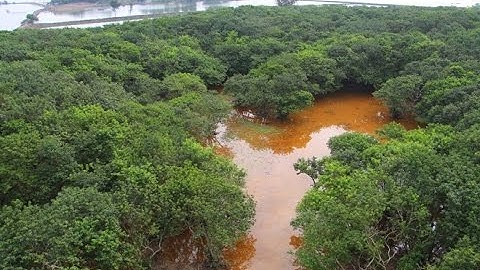 Rừng ngập mặn nguyên sinh quý hiếm ở Huế