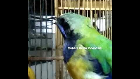 #shorts Cucak cungkok istimewa beset roll tembak for murai-anis-kacer-c.ijo cendet tembakan istimewa